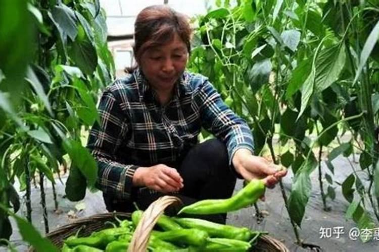 辣椒生长期叶面肥使用过多怎么挽救？合理追肥怎么做