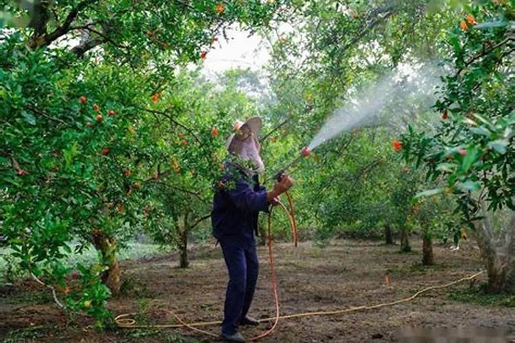 微生物菌剂叶面肥用在甘蔗上可以吗