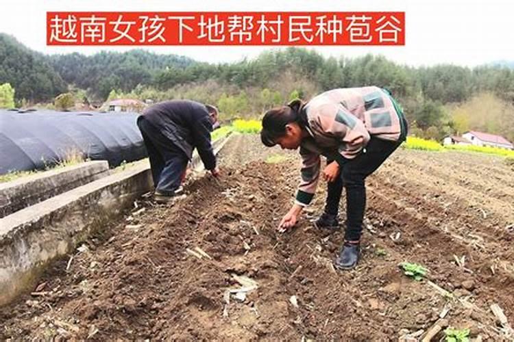 种植玉米的时候,都可以放哪些化肥？