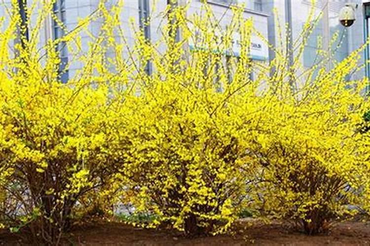 迎春花不开花怎么办？学会这些养护技巧