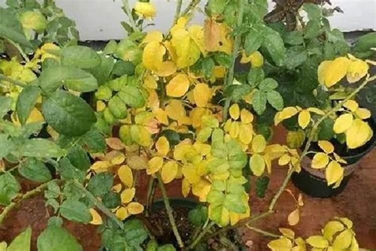 白掌用花肥用多了叶子黄了怎么办？