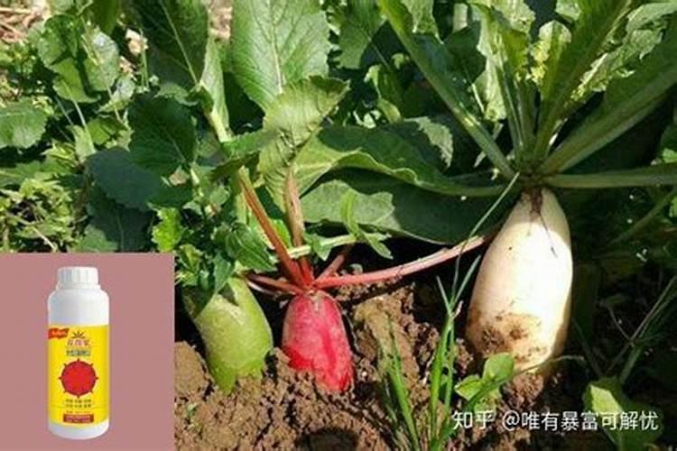 萝卜什么时候施肥 可以用尿素浇吗