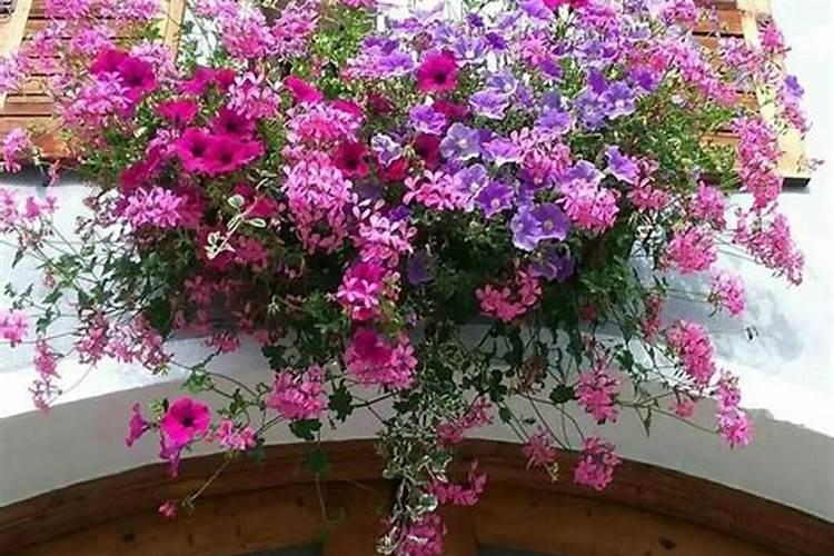 磷酸二氢钾适合哪些花