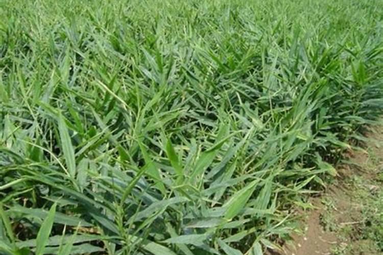 硫酸钾可以直接用做生姜底肥吗？