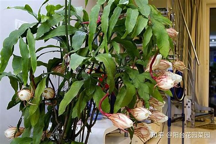 昙花有花苞了用什么肥料最好