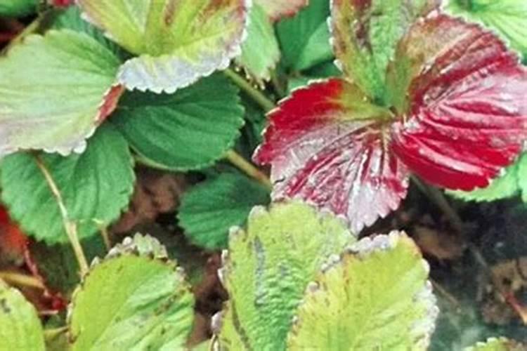 一般给草莓施什么肥较好