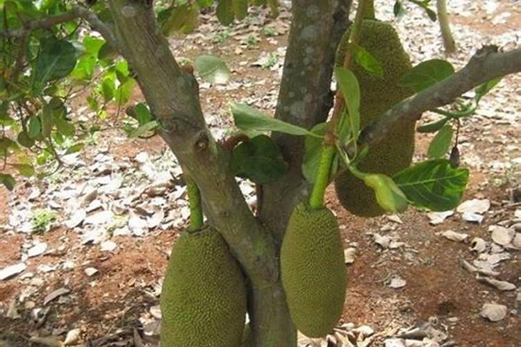 菠萝蜜树施肥方法和技术