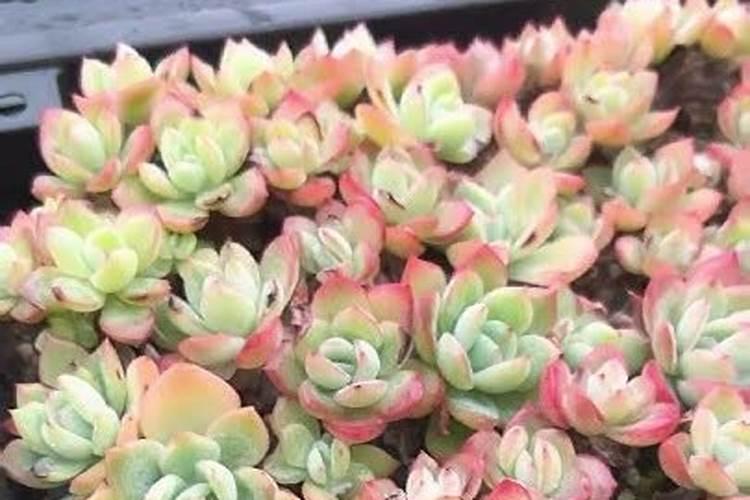 盆栽桂花冬天用施肥吗