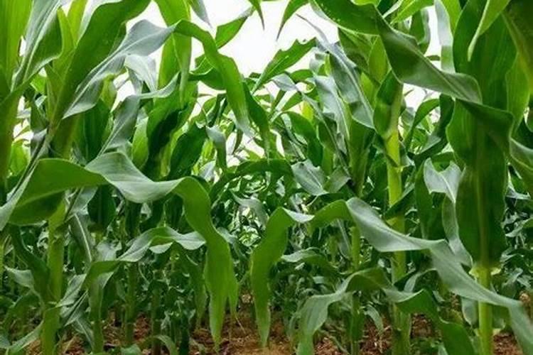 玉米用尿素好还是复合肥好