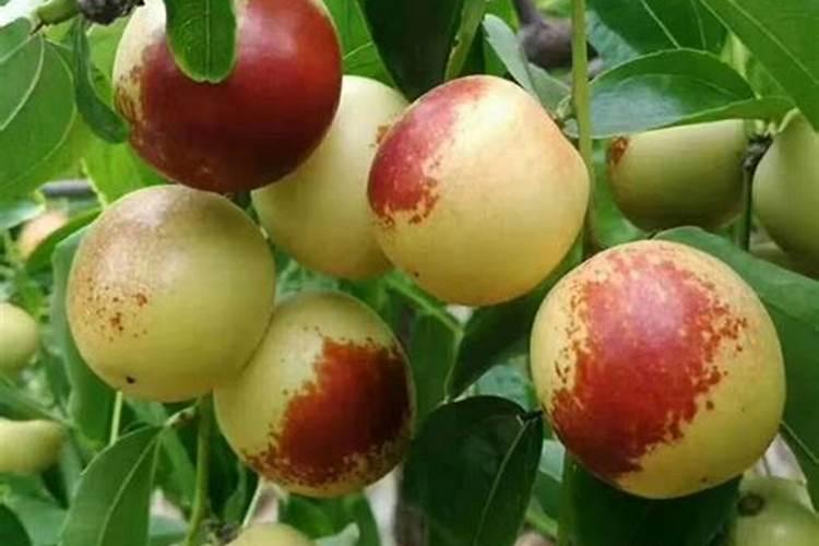 冬枣不甜怎么样才能变甜