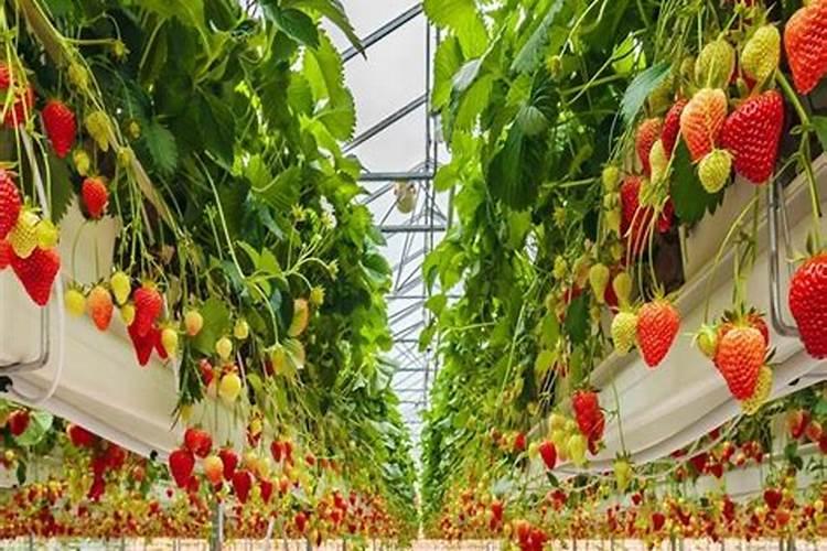 草莓苗可不可以在水里养植