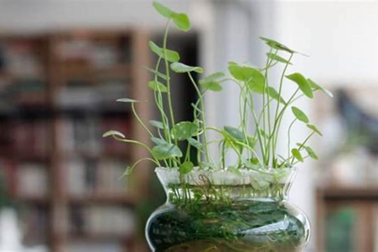 君子兰冬季施什么肥料,怎么过冬