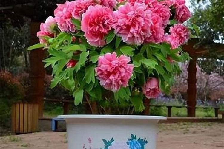 牡丹不开花的原因和解决方法