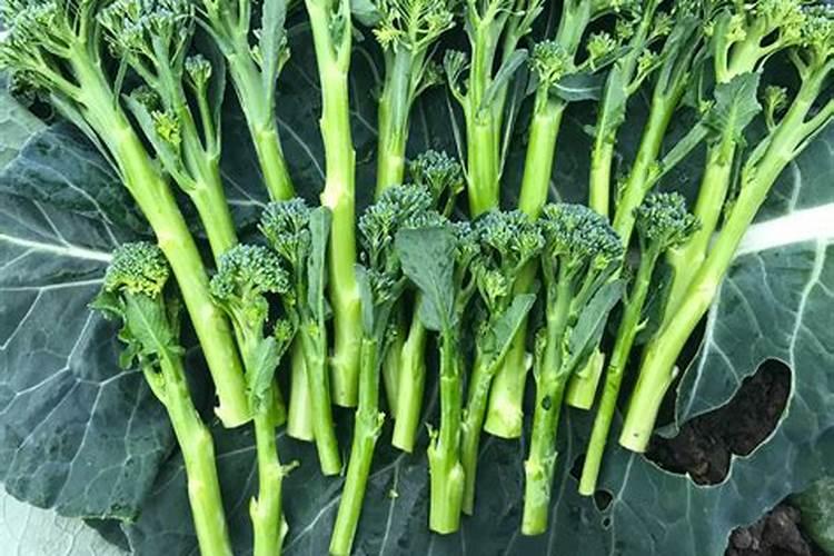 西兰花耐低温多少度