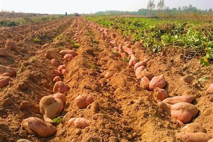 种红薯如何使用钾肥