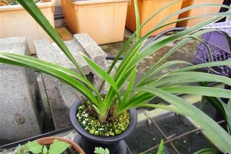 兰花养护最好的肥料