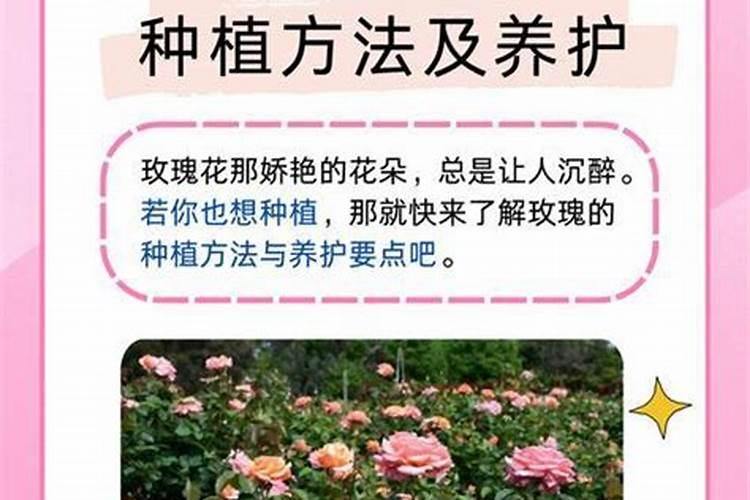 大棚里初栽阳光玖槐使用什肥料？