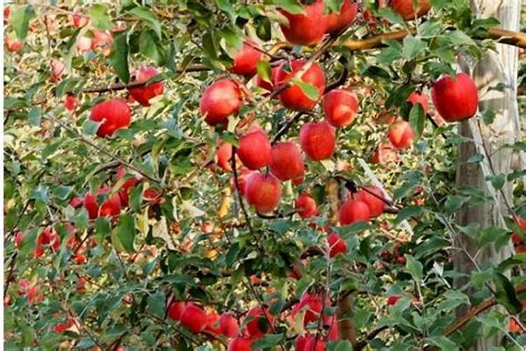 苹果树8月份施什么肥