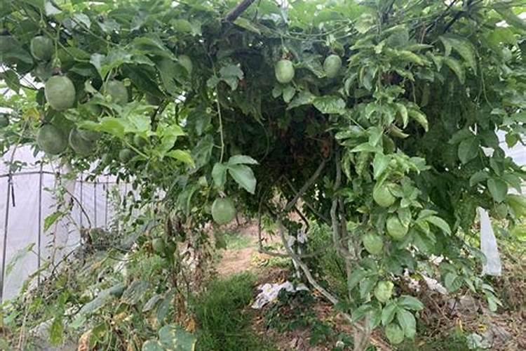 芒果幼果期可以用锐收果香吗