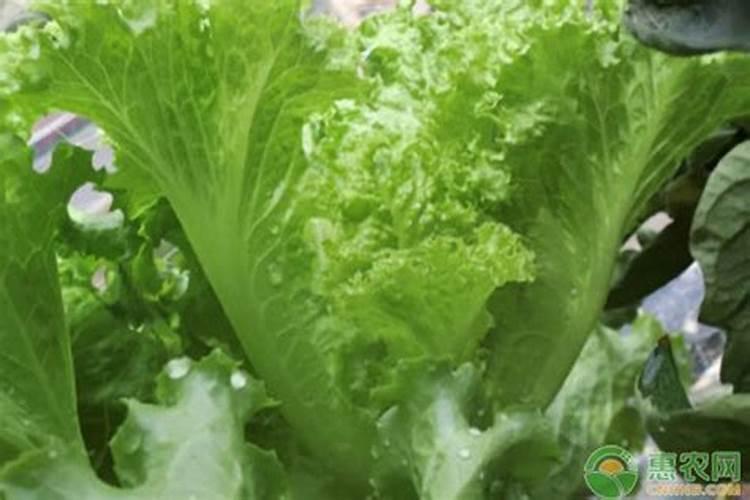 葡萄发芽时施肥以后需要浇水吗