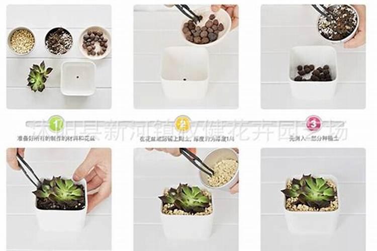 盆栽多肉植物施什么肥 该如何施肥