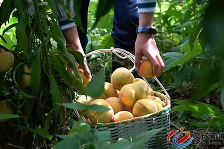 锦绣黄桃采收后什么时候施肥、施什么肥好？有些桃树叶子发黄掉叶是什么...