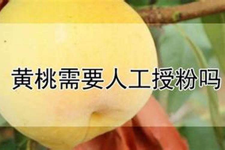 锦绣黄桃现右还能浇水吗？