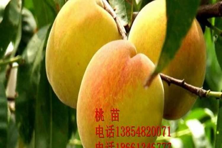 黄桃应该怎么养殖