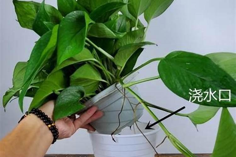 绿萝可以施复合肥吗,绿萝复合肥一盆施几粒(4粒/用水溶解)