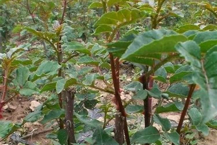 花椒树上什么肥料才能商高产