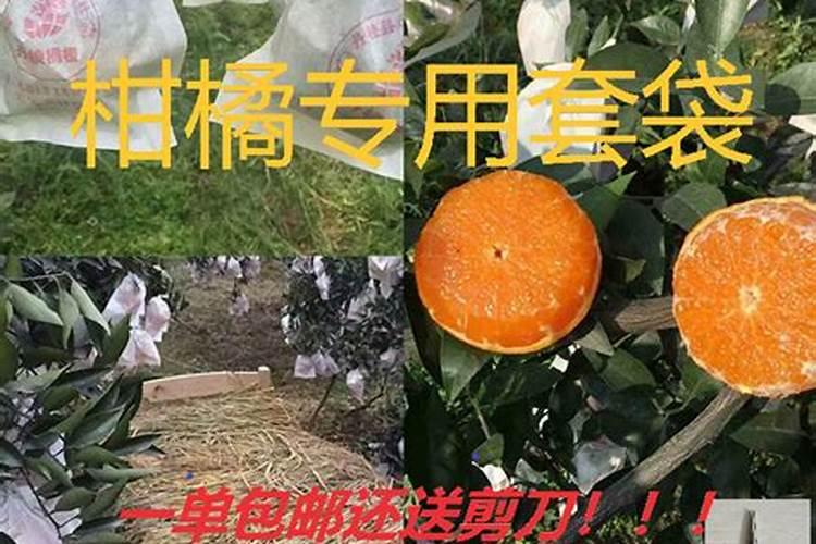 沃柑能在零下几度果子不会冻