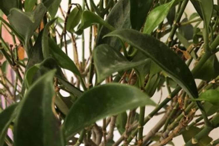 非洲茉莉施什么肥