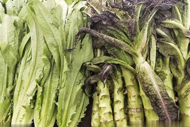 尿素和氮肥有什么区别