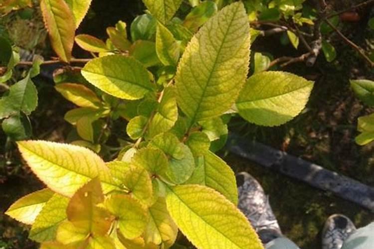 鱼蛋白桶肥对作物效果好处,鱼蛋白桶肥功能和效果