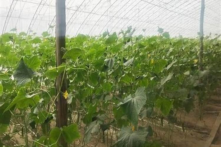 大花蕙兰花期怎样浇水 大花蕙兰怎么浇水施肥