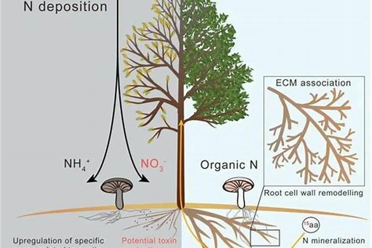 真菌之怒是什么原因引起的？如何预防和应对？