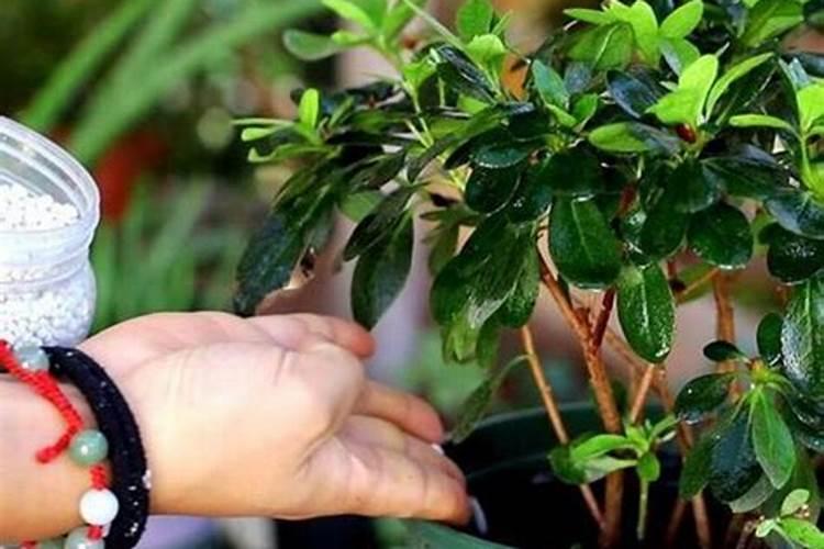 杜鹃花施什么肥最好
