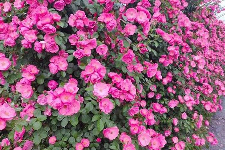 果树专用肥有哪几种