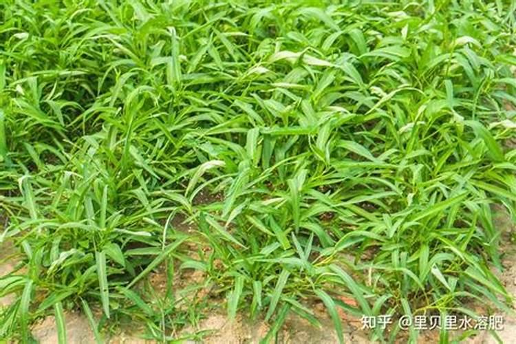 种绿豆需要施肥吗？