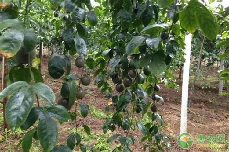 百香果施什么肥料最好