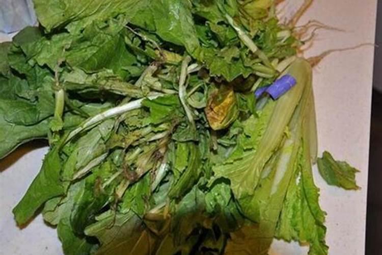烂菜叶子可以做肥料吗