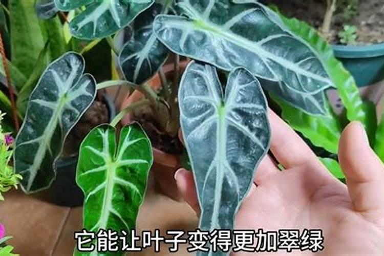 磷酸二氢钾肥料作用是什么