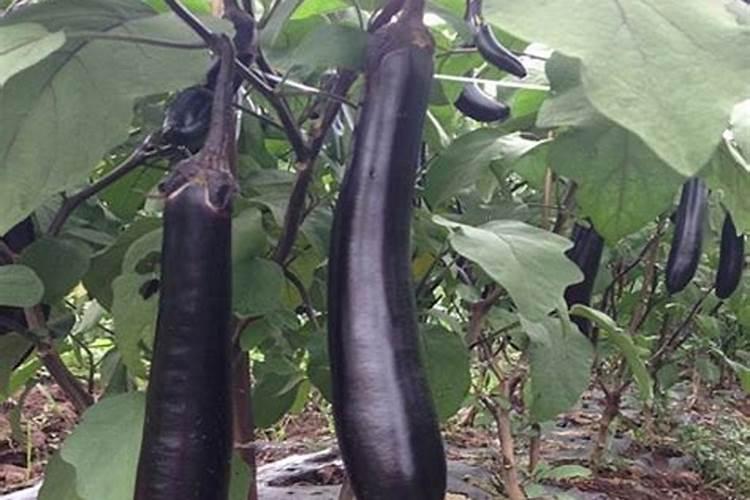 茄子叶面肥什么肥增产效果好？茄子专用磷钾肥