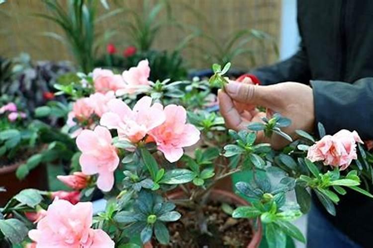 杜鹃花开完花后怎么修剪(详解杜鹃花期后的养护知识)