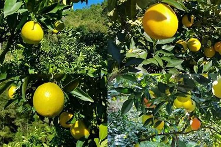 脐橙打什么药使果面干净亮色