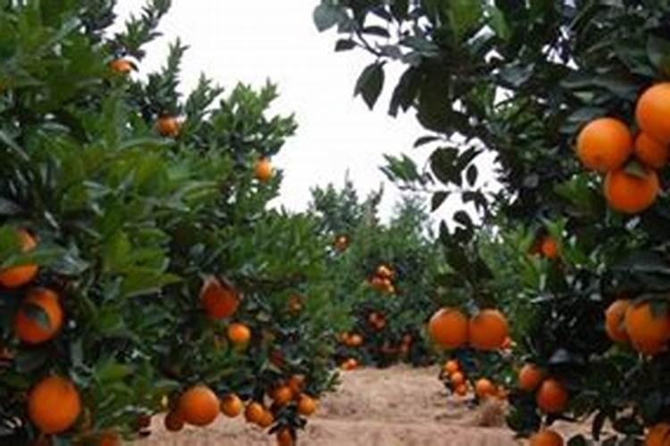 夏季脐橙黑斑病介壳虫怎么防治