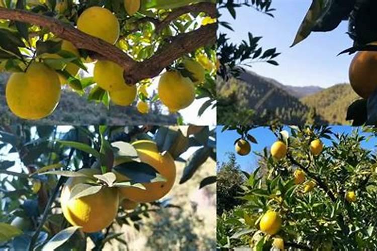 脐橙增甜有哪些方法