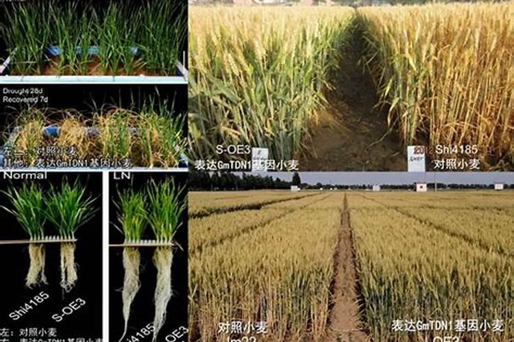 小麦扬花期可以施氮肥吗 能不能撒施尿素