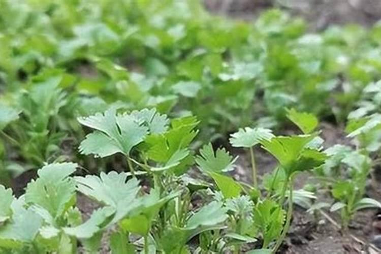 种植香菜的时候,应该如何进行肥水管理？