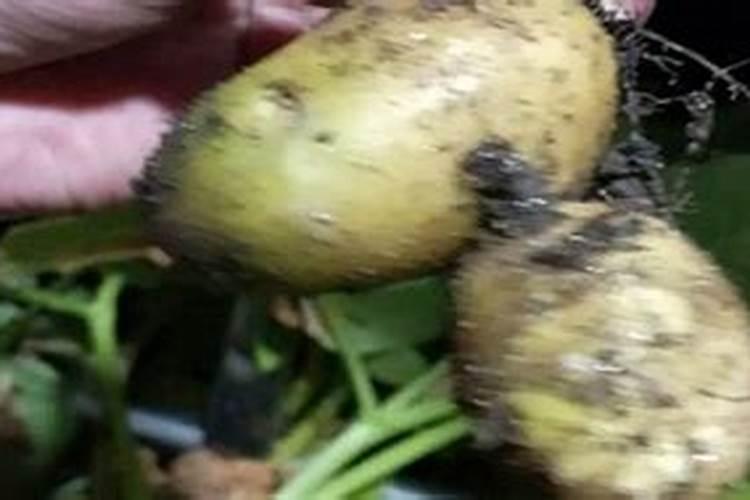 马铃薯什么时候追肥合适